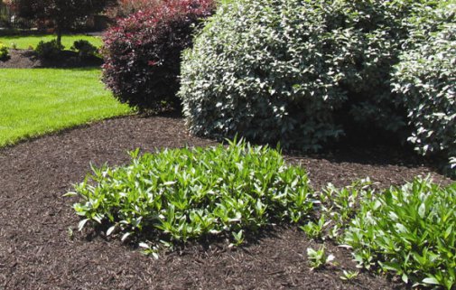 Things You Ought to Know About Mulch