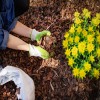 Should I Mulch in Spring, Fall or Before Winter?